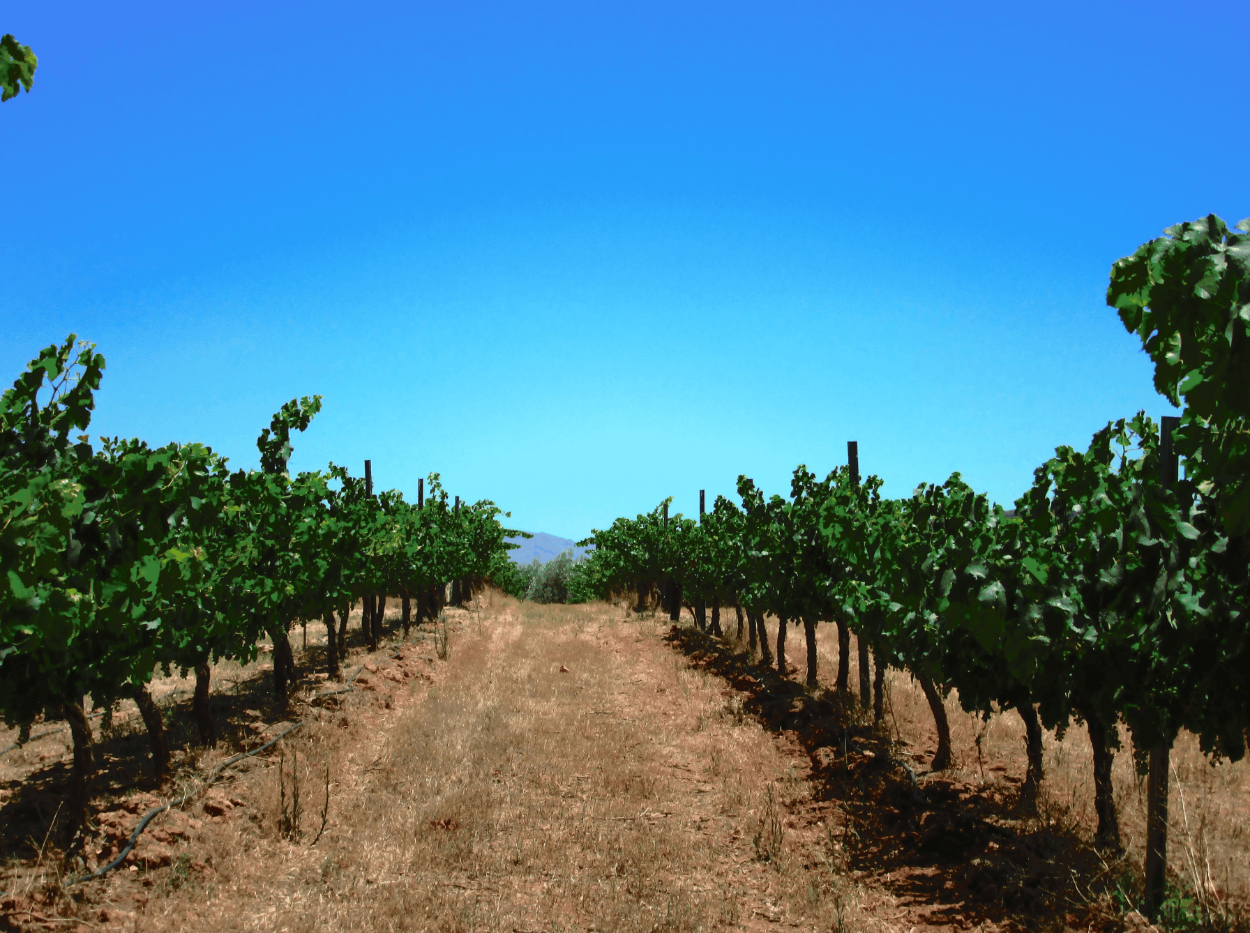 The Vineyards / Wine